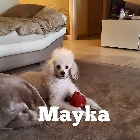 Mayka - Gf Apartment *